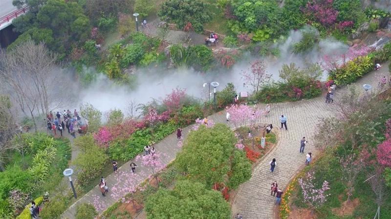 【赏樱】株洲人终于不用去日本/武大看樱花了!