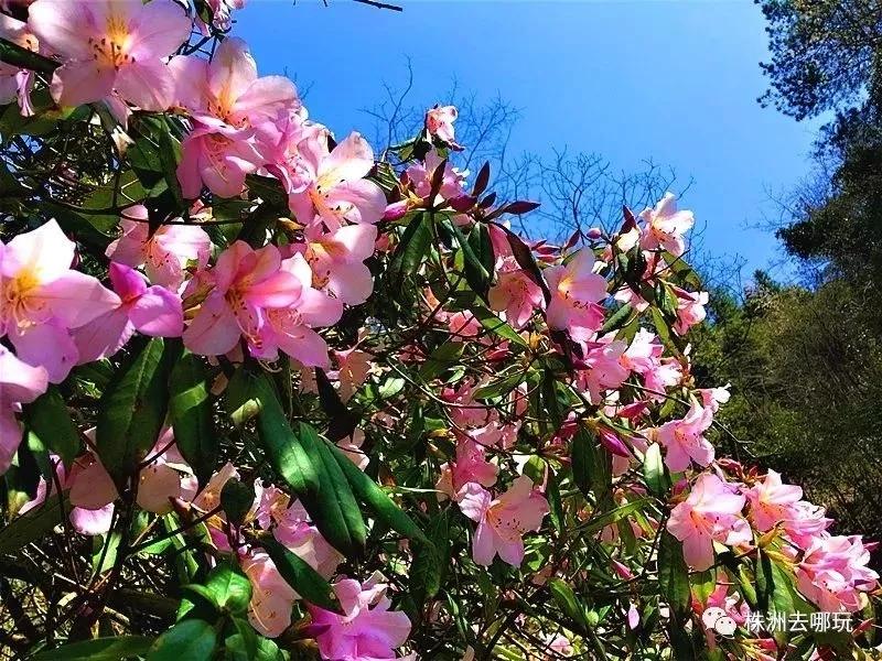 株洲十万亩野生杜鹃花盛开,花团锦簇,美到窒息!