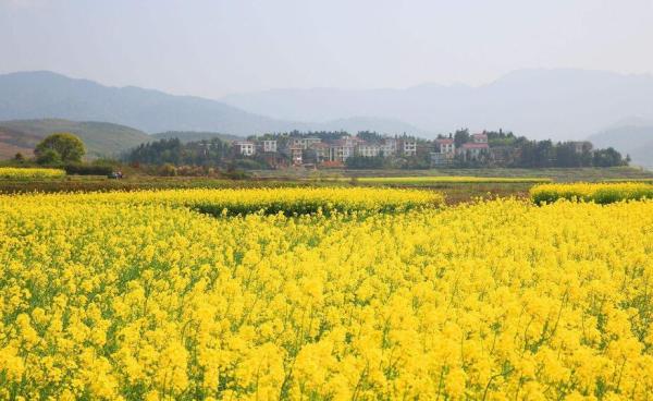 QQ截图20200317092045.jpg