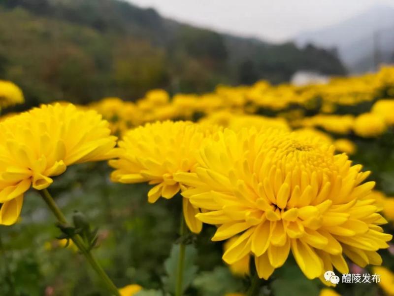 微信图片_20201103090845.jpg