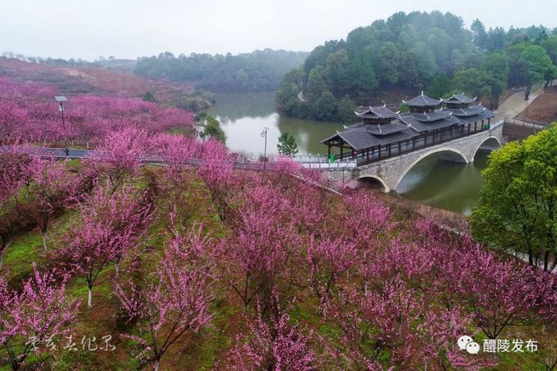 景德镇江生元水点桃花图片